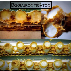 Βασιλικός Πολτός 10ml